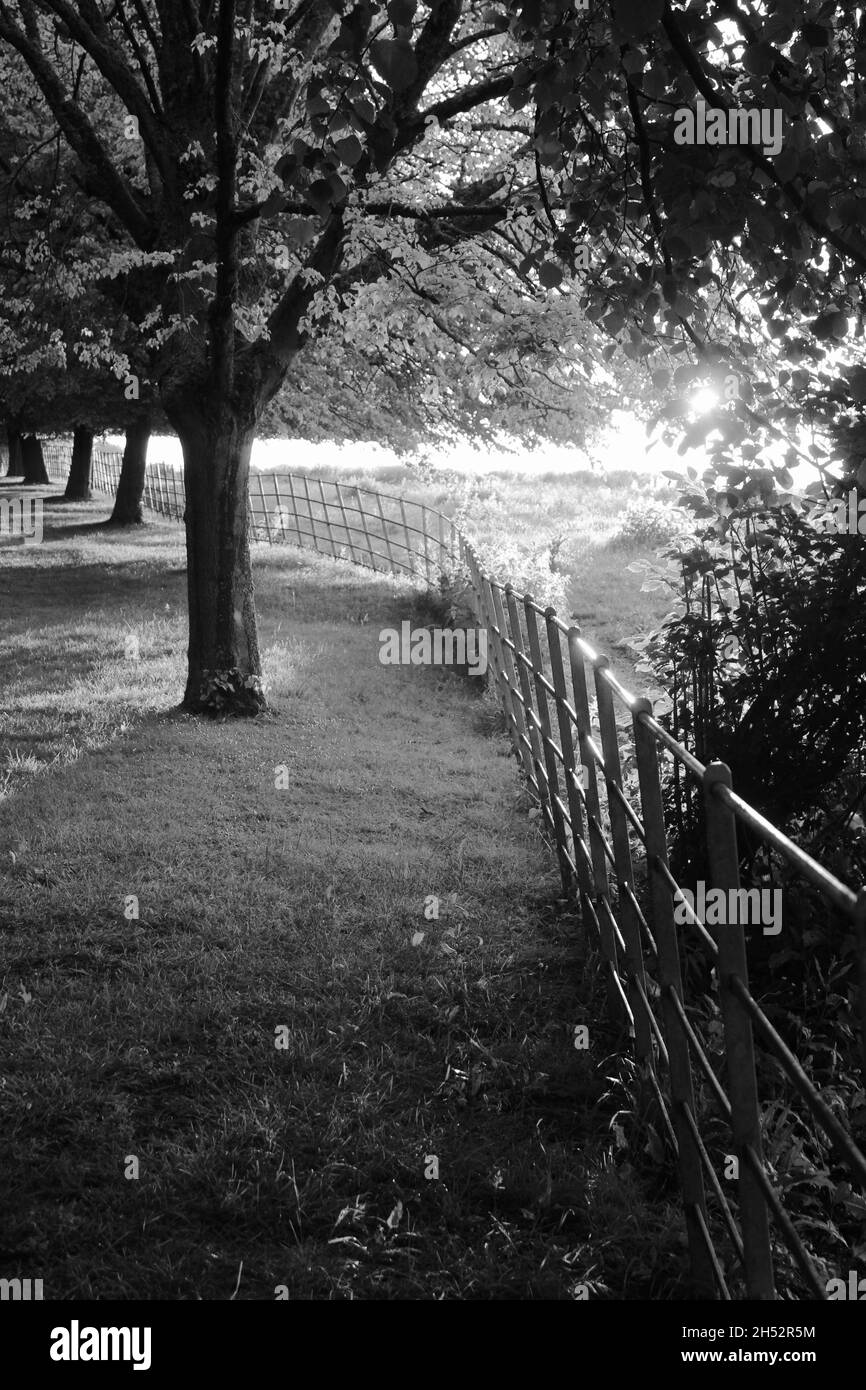 Parco alberato al tramonto con recinzione in metallo, Inghilterra rurale Foto Stock