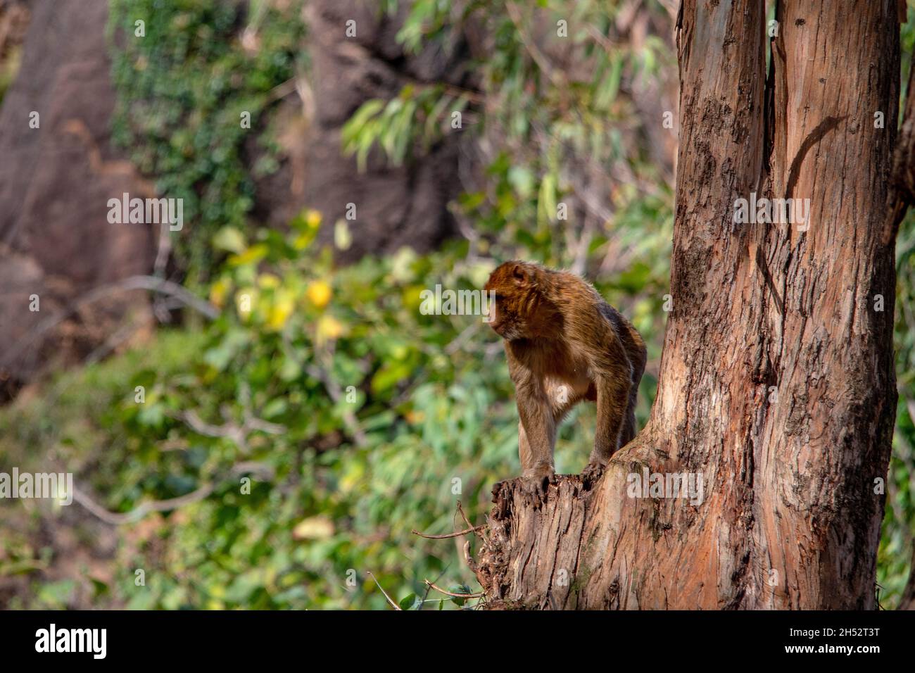 Animali selvatici di mammifero nel loro ambiente naturale. Foto Stock