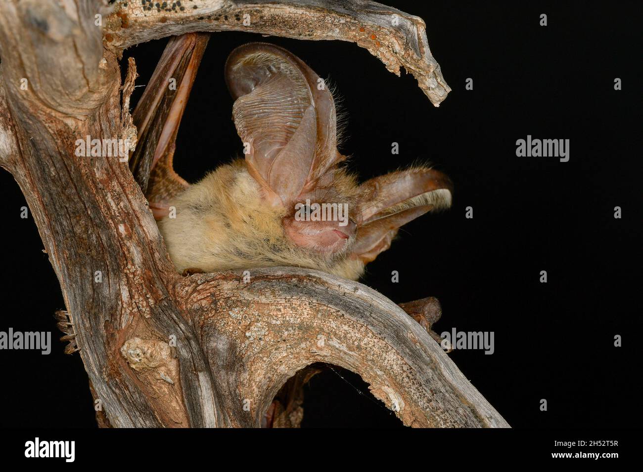 Animali selvatici di mammifero nel loro ambiente naturale. Foto Stock