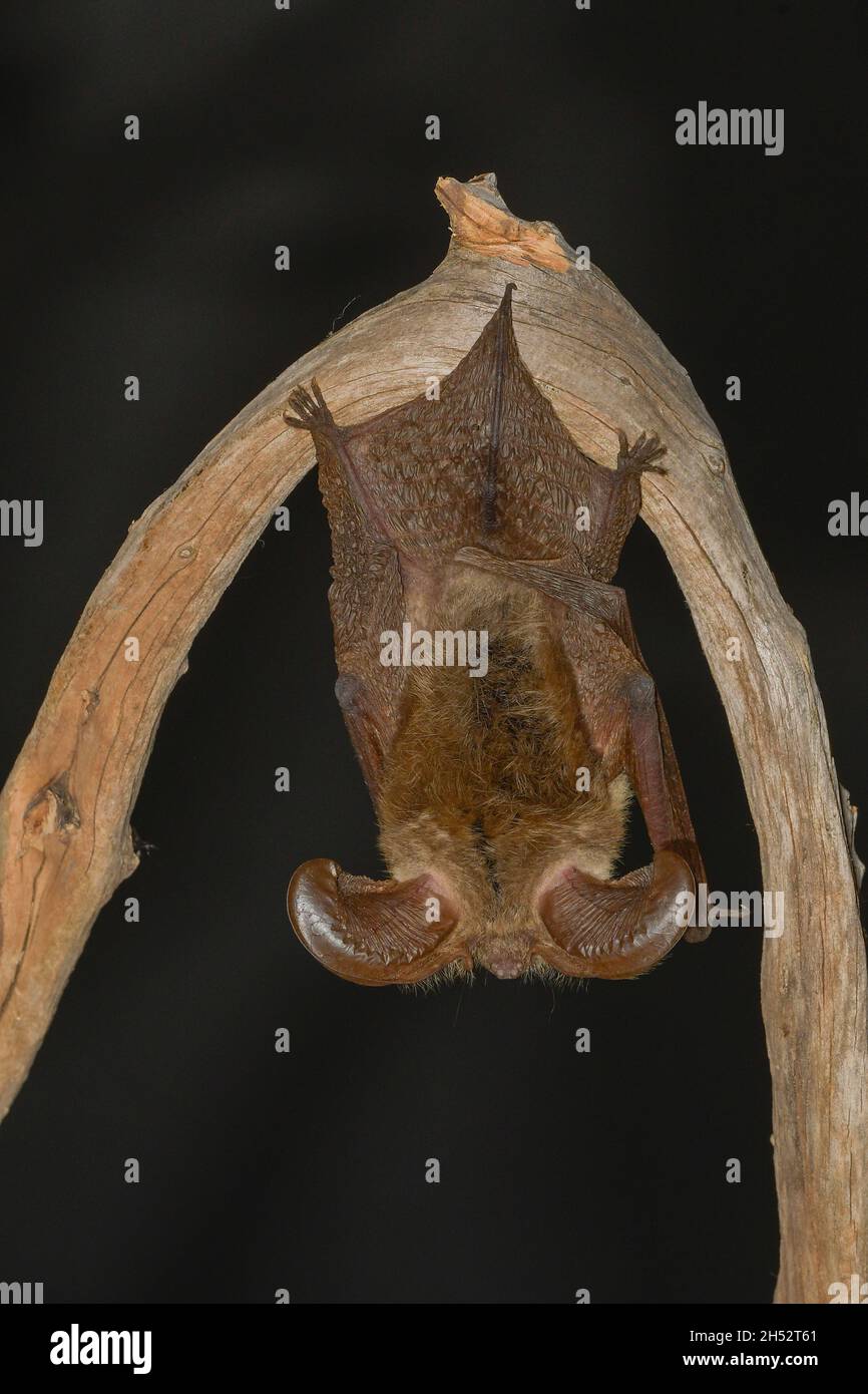 Animali selvatici di mammifero nel loro ambiente naturale. Foto Stock
