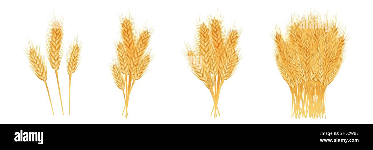 Set di spighe di grano mature, spikelets e grani. Illustrazione Vettoriale
