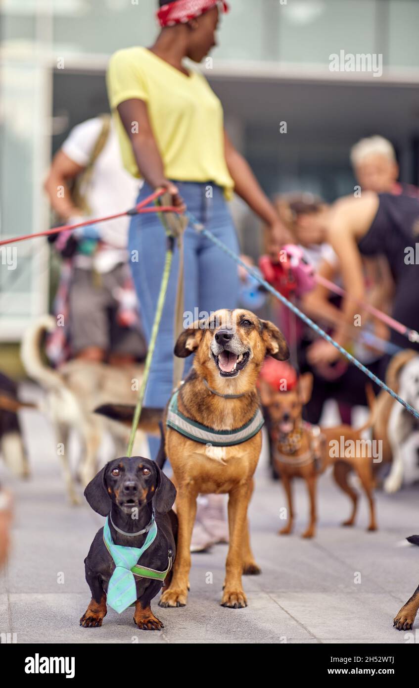 Un gruppo di giovani camminatori di cane sta camminando in una bella giornata con mazzo di cani sotto il loro controllo. Animali domestici, escursionisti, servizio Foto Stock