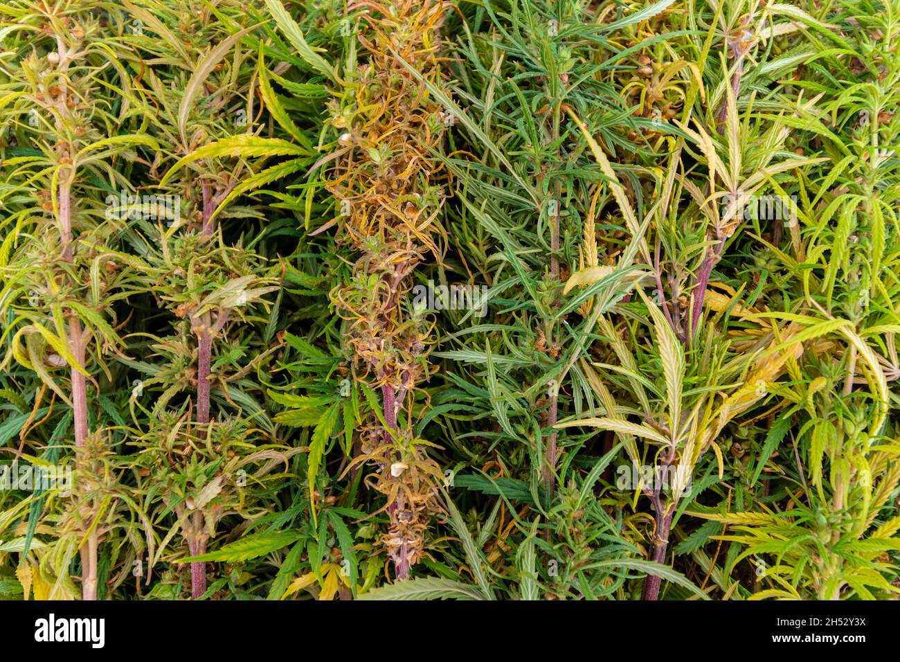 Cespugli di cannabis appena tagliati si trovano uno sopra l'altro. Fiore Foto Stock