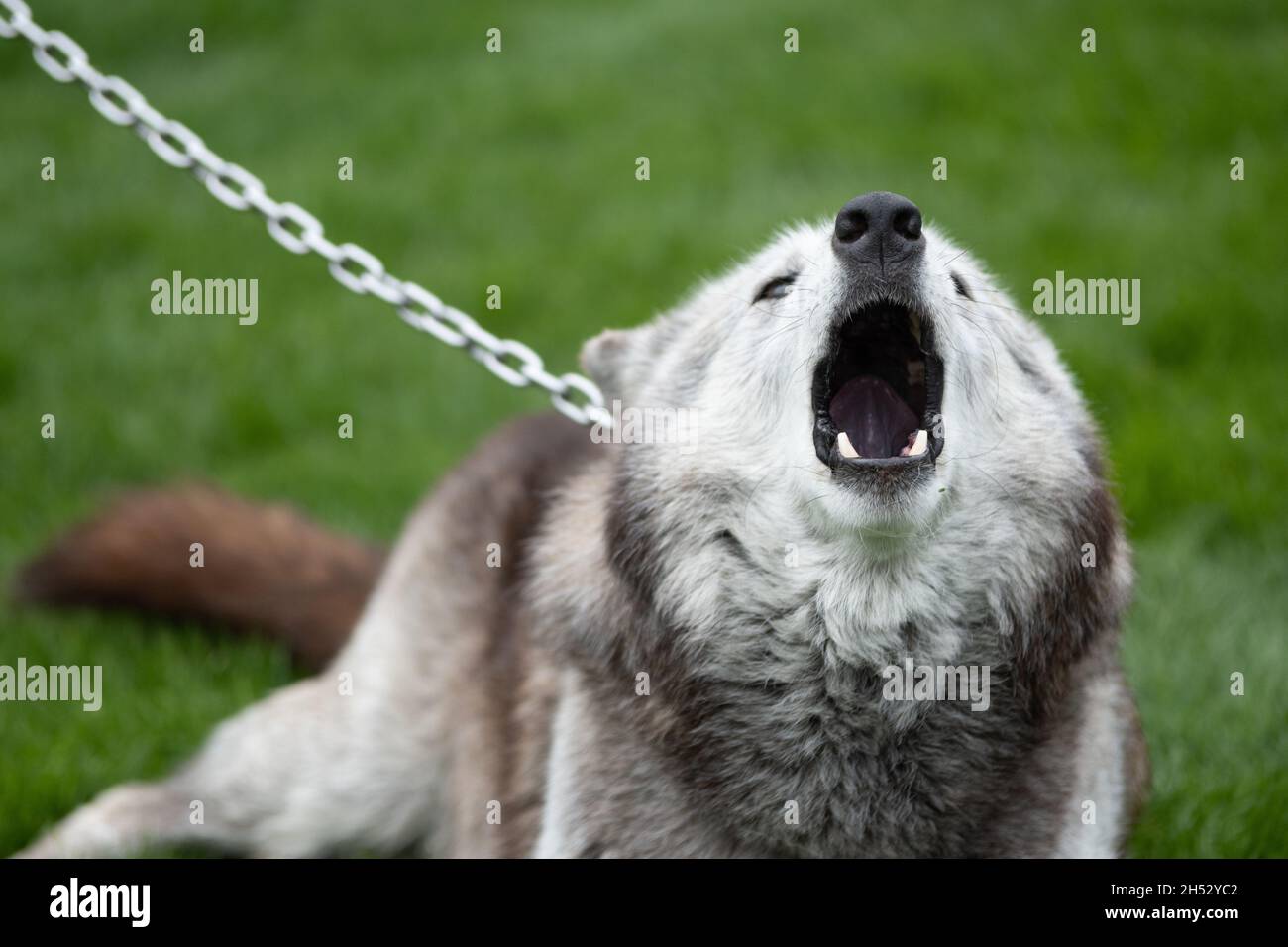 Primo piano di un urlo Alaskan Malamute incatenato sul suo collo all'aperto Foto Stock