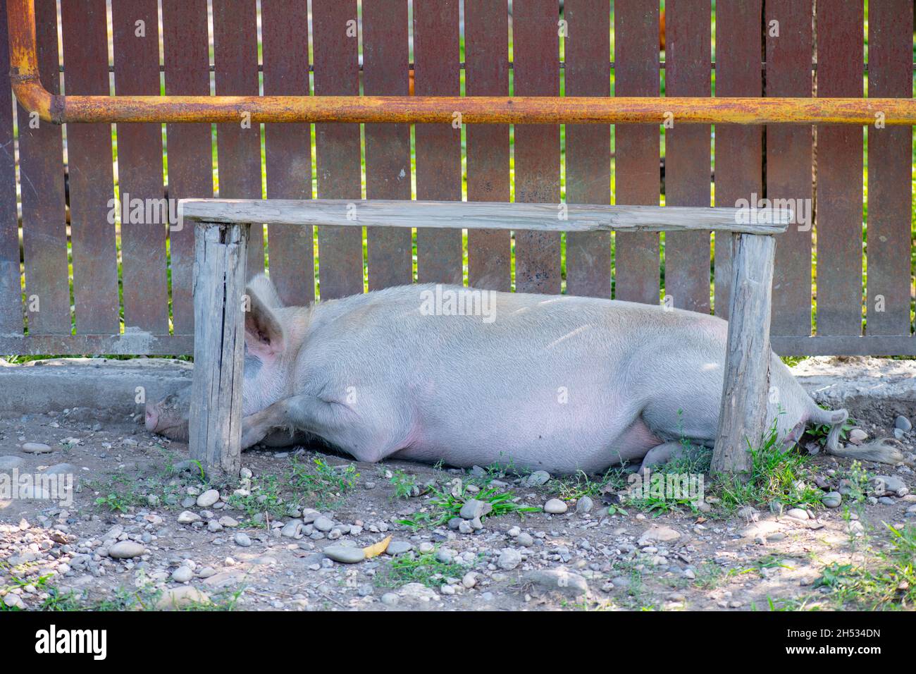 un maiale rosa che dorme sotto una panca Foto Stock