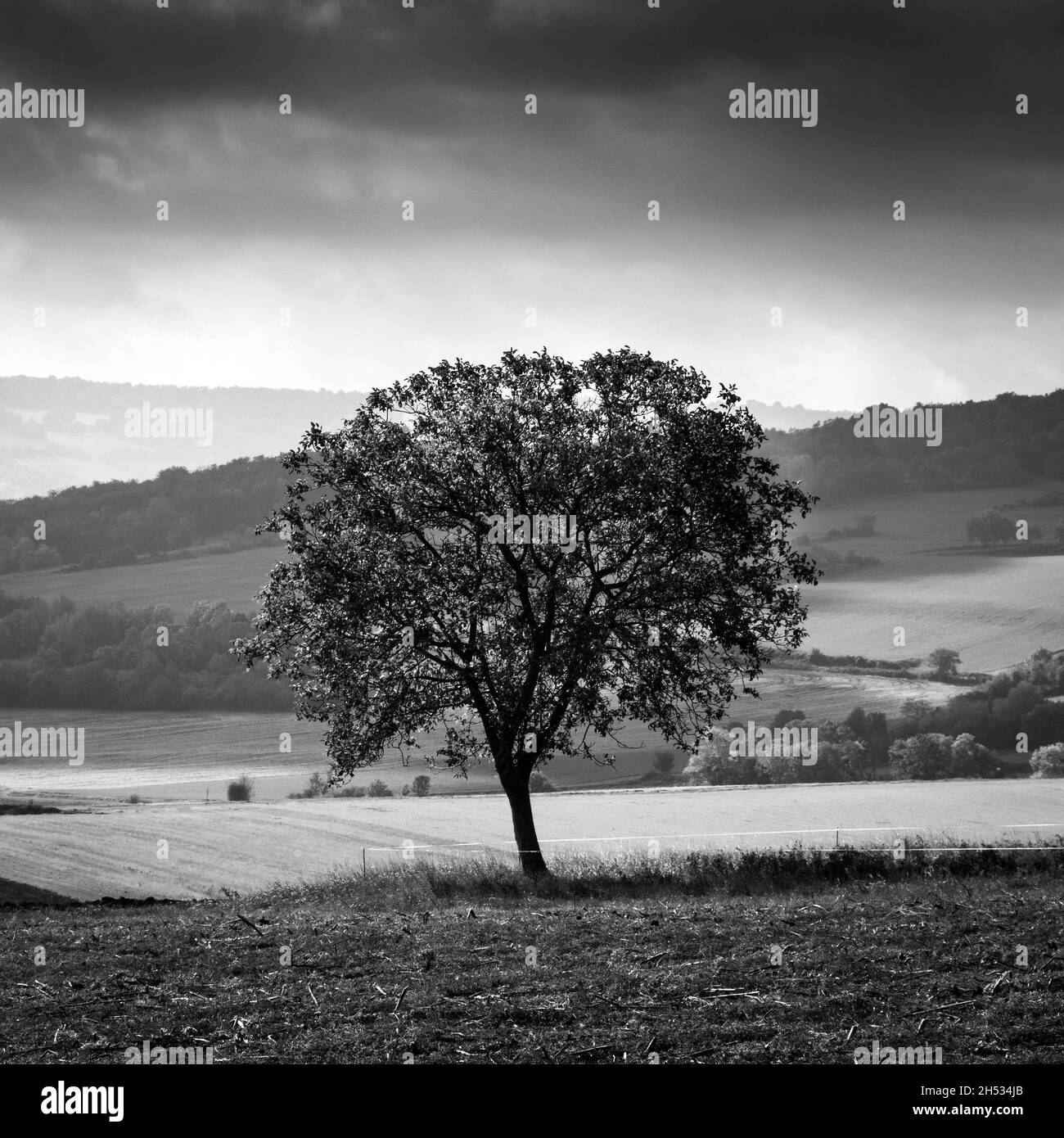 Albero isolato in un paesaggio, Francia, Europa Foto Stock