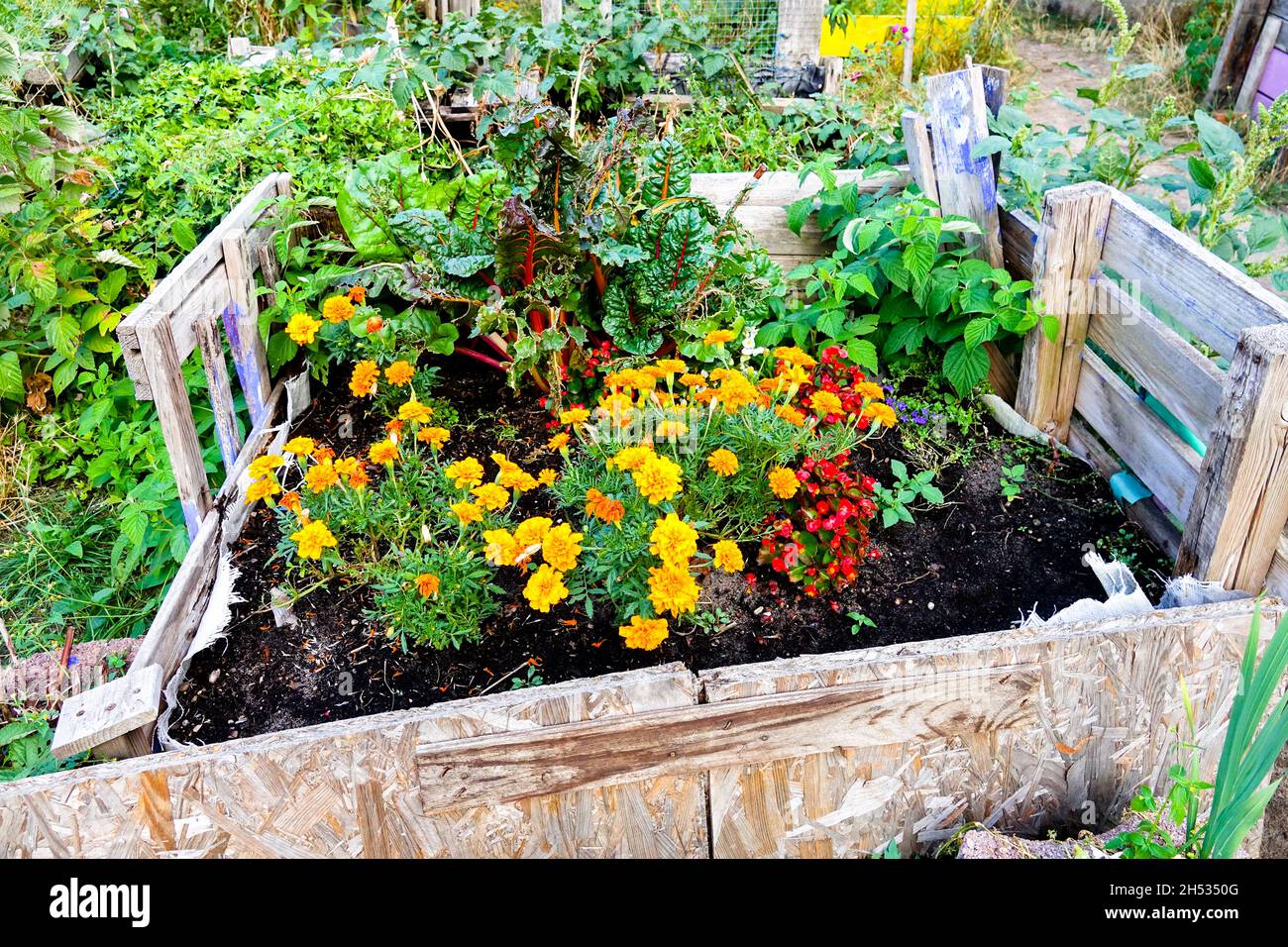 Letto rialzato ortaggi fiori Marigoldi Bietola Svizzera, Orticoltura, giardinaggio letto rialzato Foto Stock