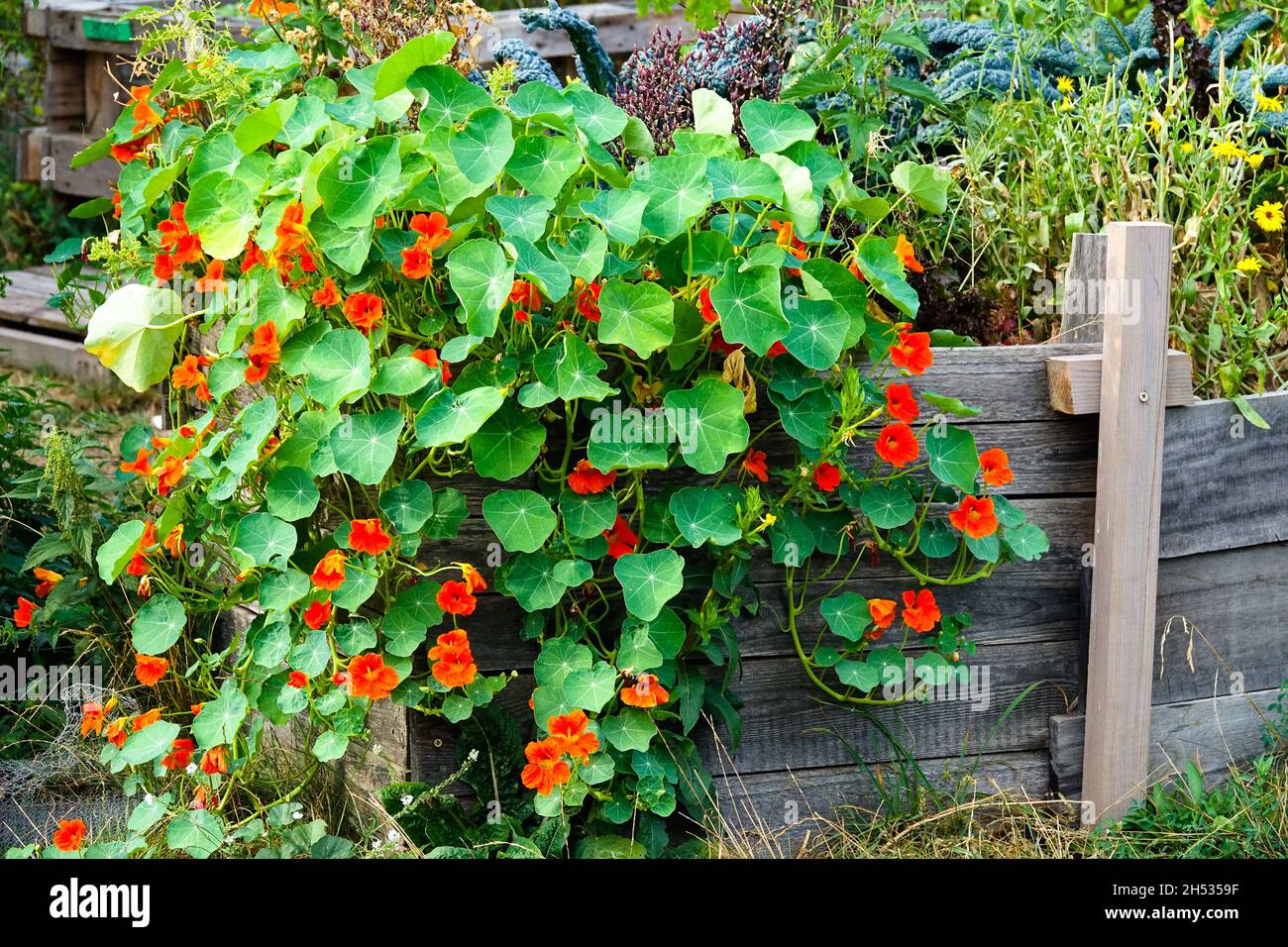 Allotment giardino Nasturtium Tropaeolum majus crescente letto sollevato Foto Stock