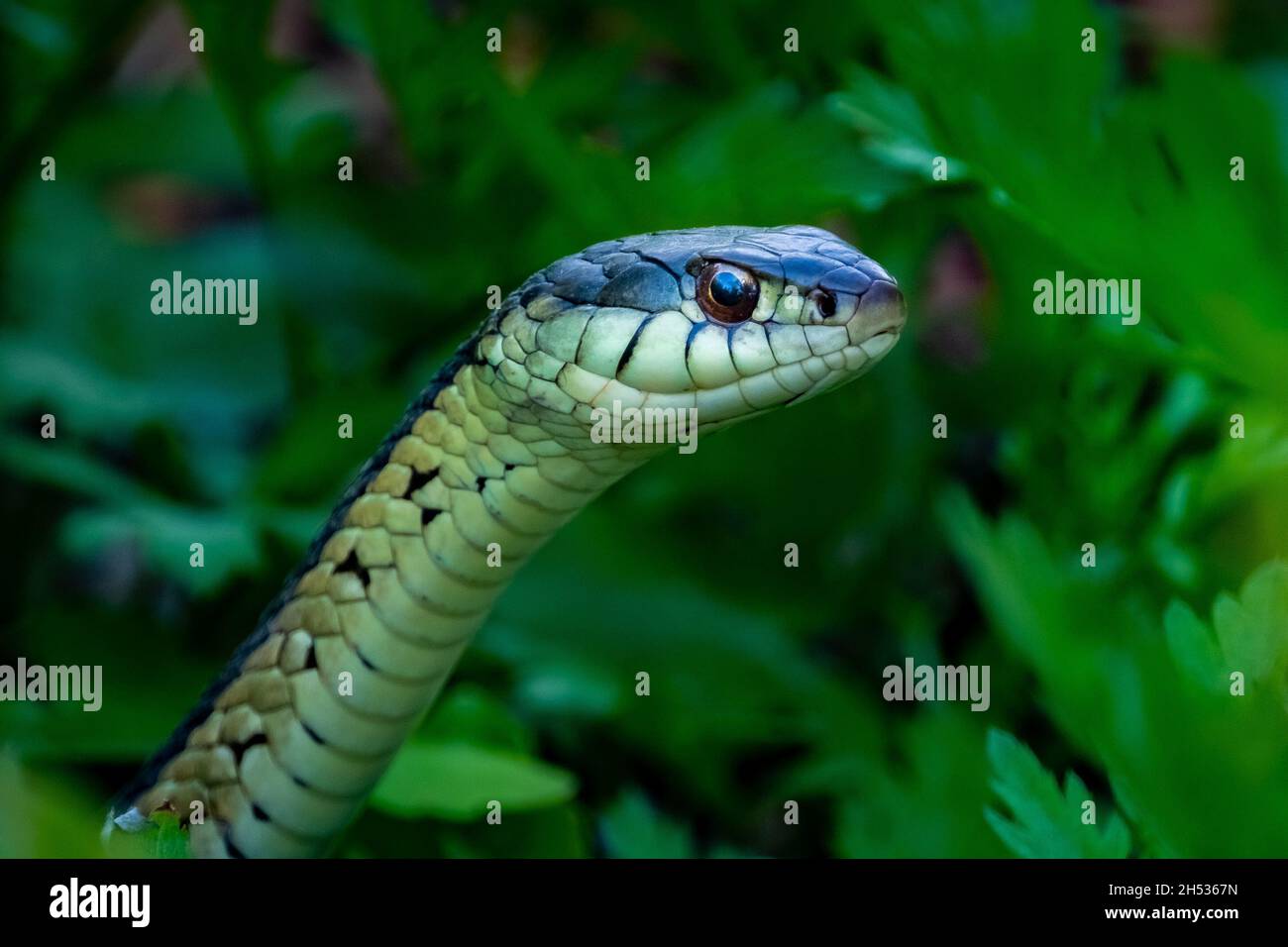 Comune Garter Snake (Thamnophis sirtalis) ritratto su uno sfondo verde e verde nel sole estivo. Foto Stock