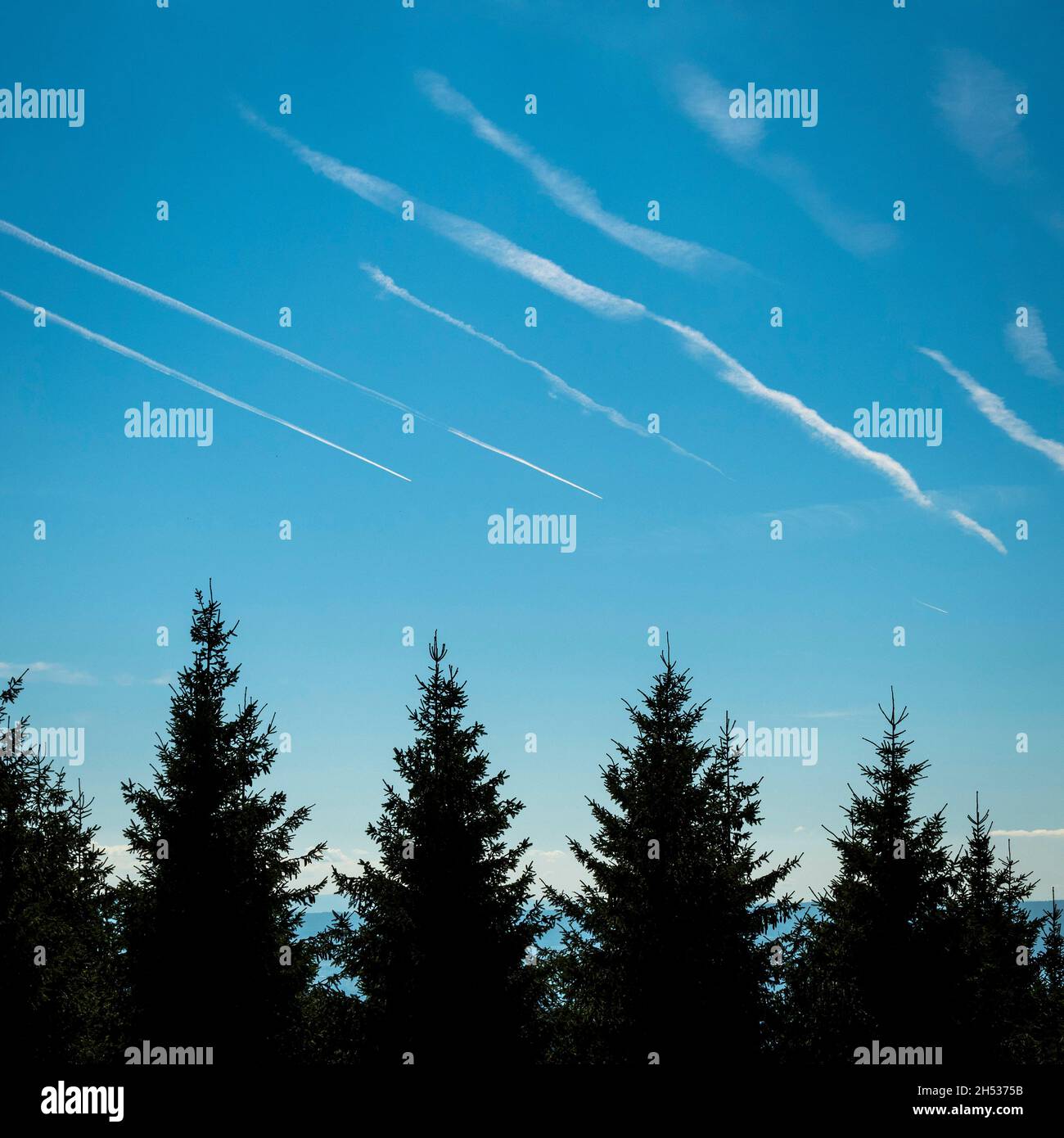 Le contrade si spostano attraverso un cielo azzurro e limpido sopra alberi sempreverdi nel tardo pomeriggio Foto Stock