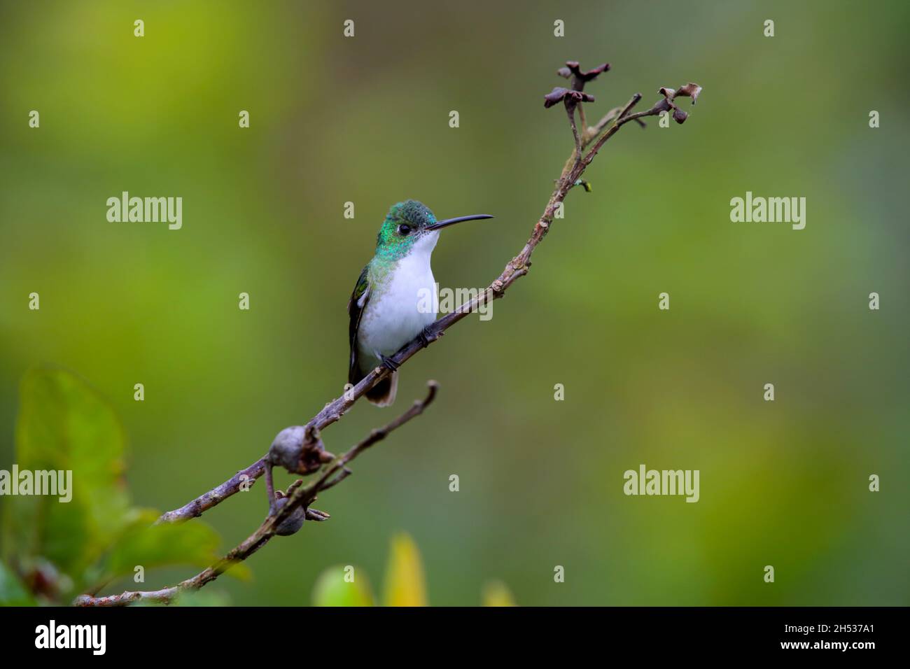 Un maschio smeraldo andino (Uranomitra franciae viridiceps) colibrì arroccato su un ramo vicino a Mindo, Ecuador Foto Stock