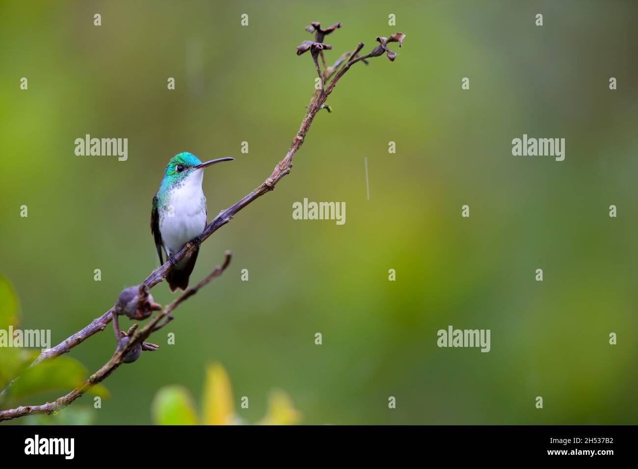 Un maschio smeraldo andino (Uranomitra franciae viridiceps) colibrì arroccato su un ramo vicino a Mindo, Ecuador Foto Stock