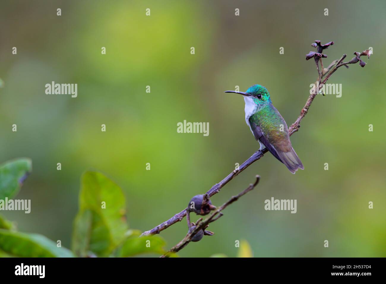 Un maschio smeraldo andino (Uranomitra franciae viridiceps) colibrì arroccato su un ramo vicino a Mindo, Ecuador Foto Stock