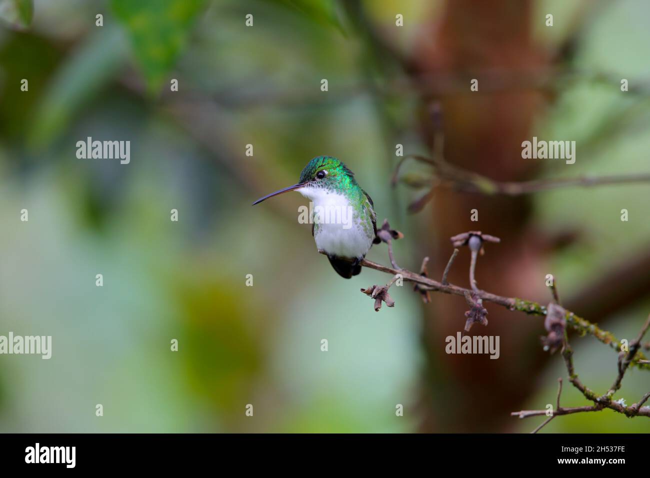 Una femmina adulta smeraldo andino (Uranomitra franciae viridiceps) colibrì arroccato su un ramo vicino a Mindo, Ecuador Foto Stock