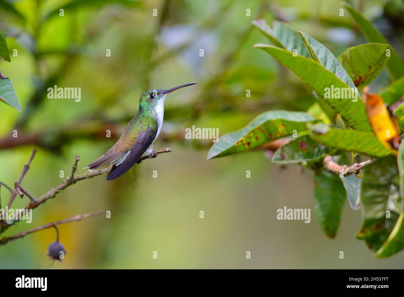 Una femmina adulta smeraldo andino (Uranomitra franciae viridiceps) colibrì arroccato su un ramo vicino a Mindo, Ecuador Foto Stock