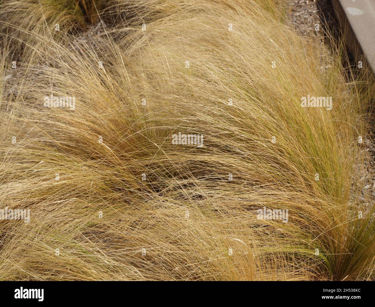 Ricerca filtri Seleziona tutti passati Cancella selezione controllo di qualità pseudonimi tipi di file attributi rilevabilità Non in vendita intorno al Foto Stock