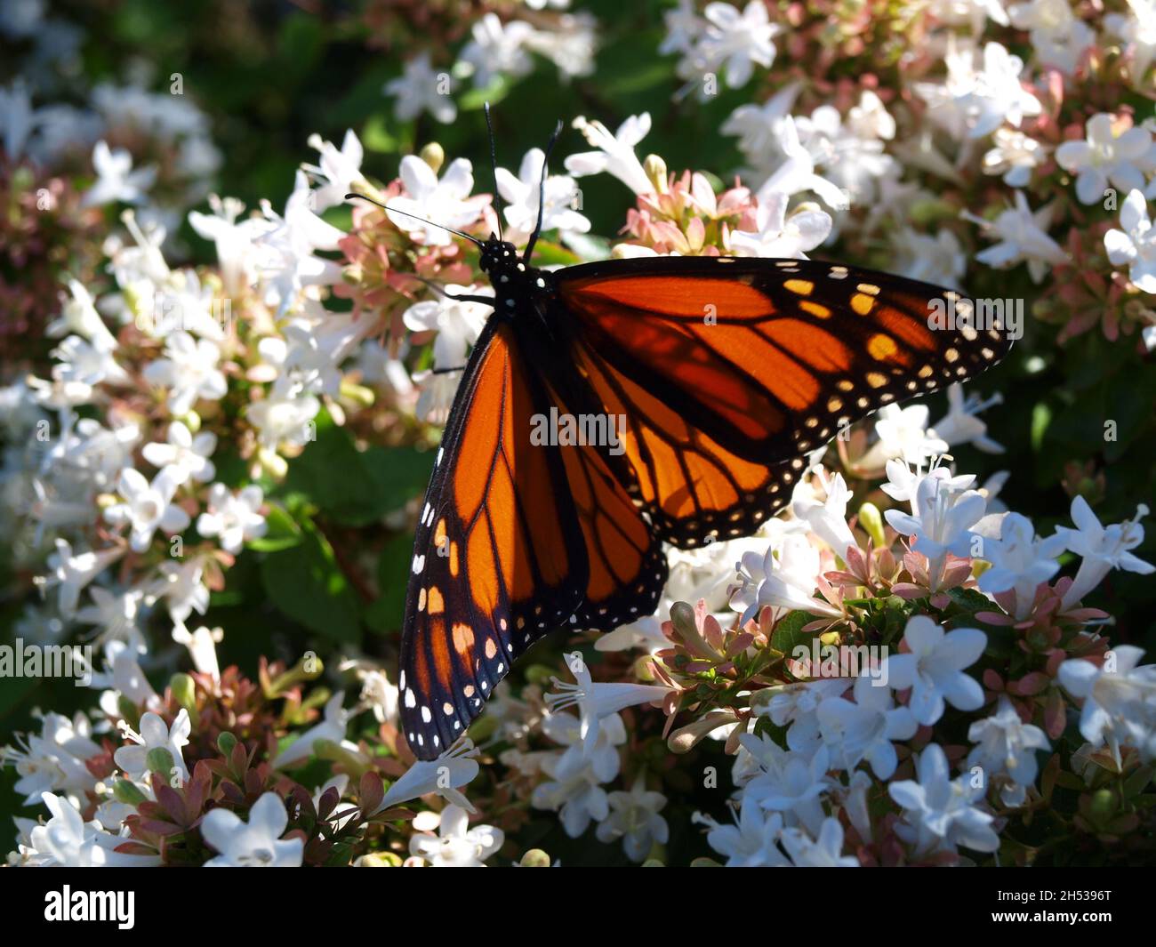 Ricerca filtri Seleziona tutti passati Cancella selezione controllo di qualità pseudonimi tipi di file attributi rilevabilità Non in vendita intorno al Foto Stock