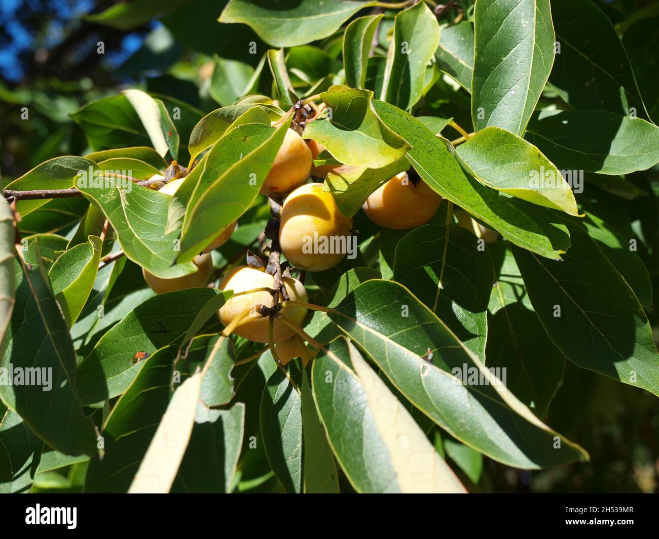 Ricerca filtri Seleziona tutti passati Cancella selezione controllo di qualità pseudonimi tipi di file attributi rilevabilità Non in vendita intorno al Foto Stock