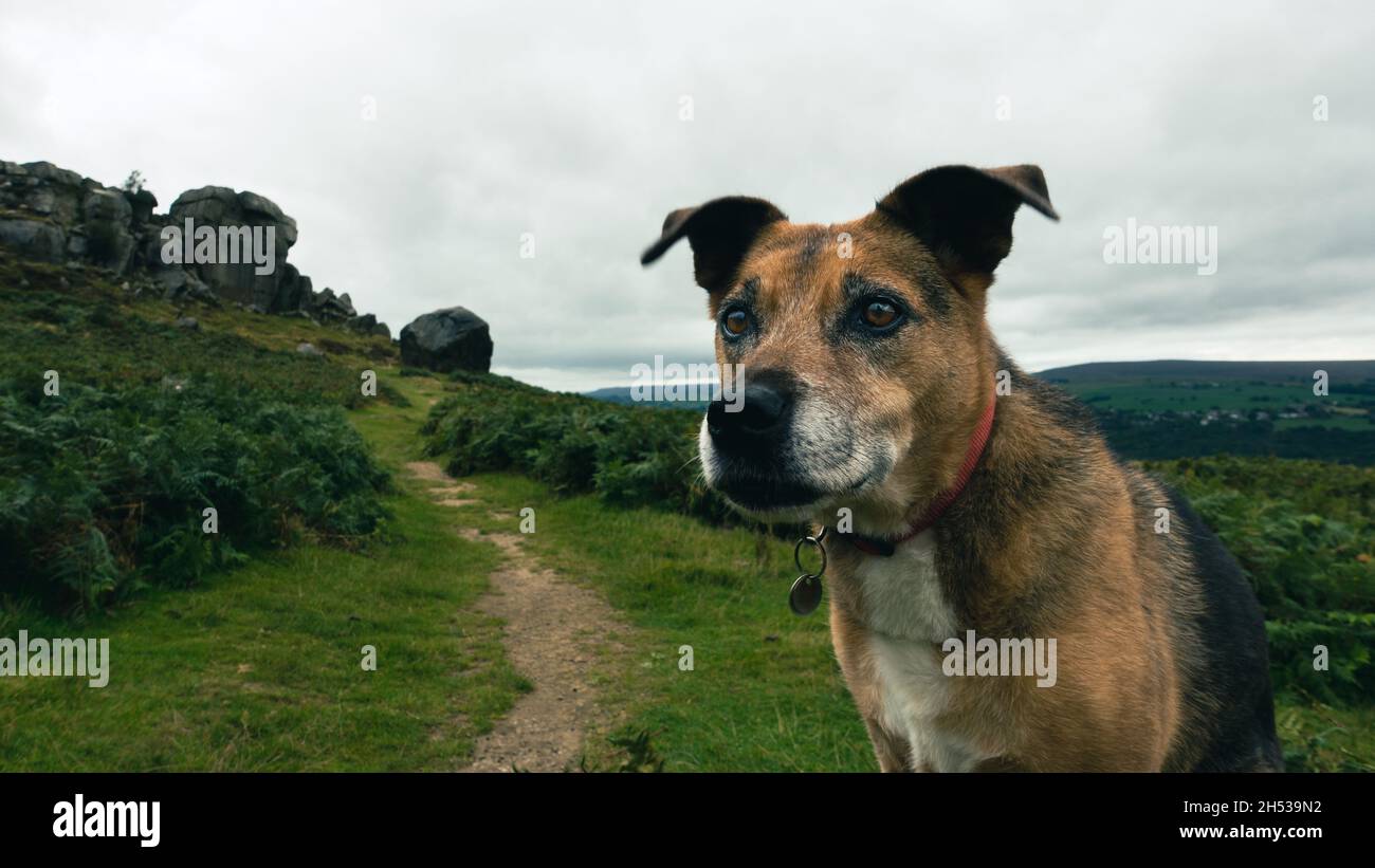 Cane anziano in procinto di iniziare una passeggiata di cane dalla mucca e rocce di vitello su Ilkley Moor, West Yorkshire, Regno Unito Foto Stock