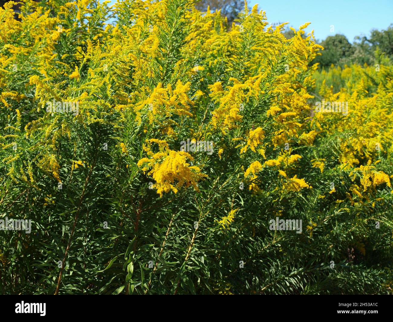 Ricerca filtri Seleziona tutti passati Cancella selezione controllo di qualità pseudonimi tipi di file attributi rilevabilità Non in vendita intorno al Foto Stock
