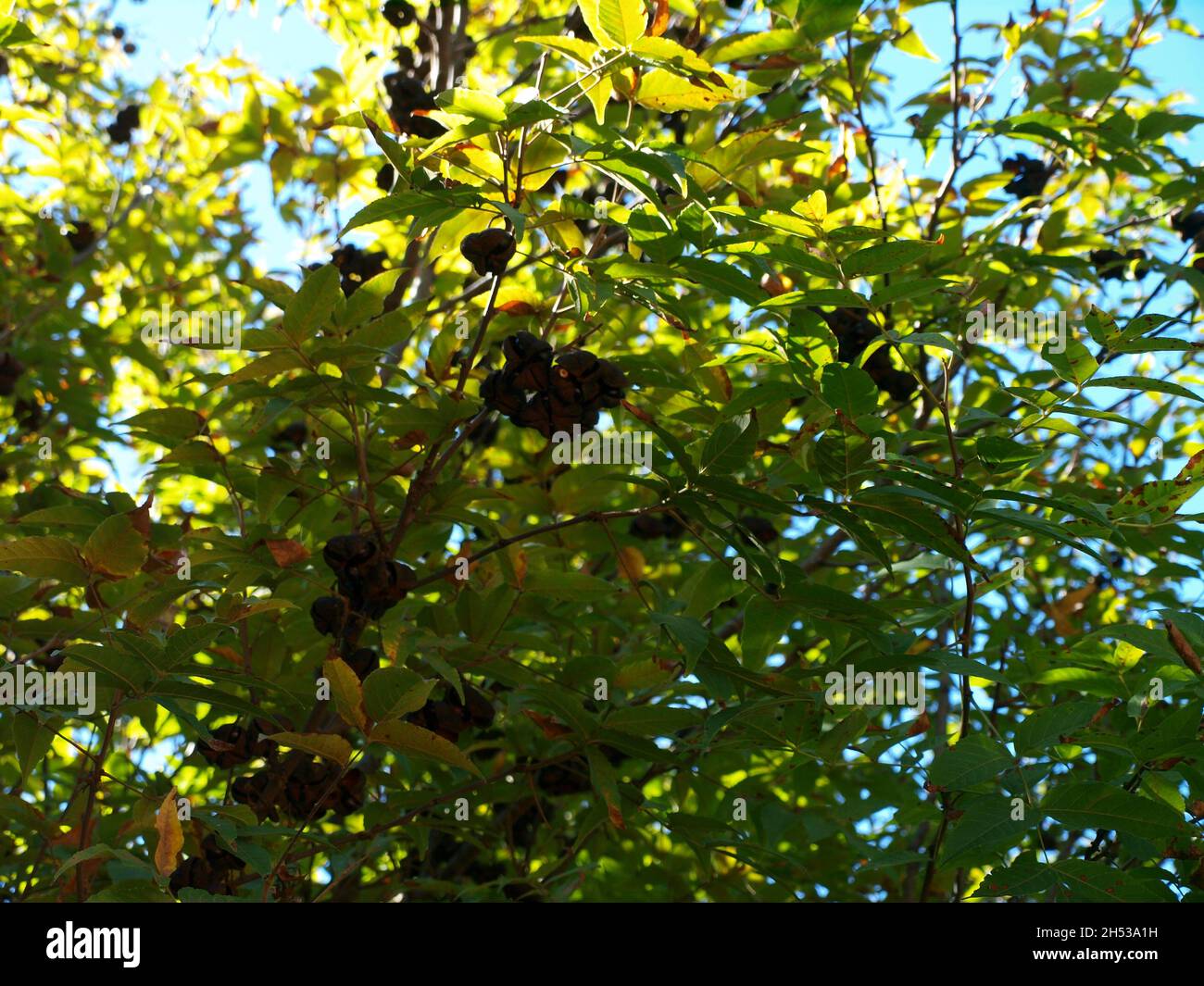 Ricerca filtri Seleziona tutti passati Cancella selezione controllo di qualità pseudonimi tipi di file attributi rilevabilità Non in vendita intorno al Foto Stock