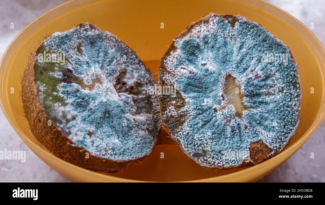 Macroscopa di due mezze pezzetti di un kiwi ammuffito in una ciotola d'arancia Foto Stock