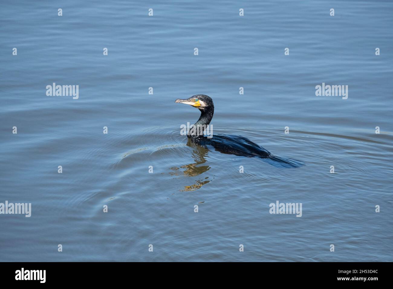 Nuoto cormorano creando increspature in acqua (Phalacrocorax carbo) Foto Stock