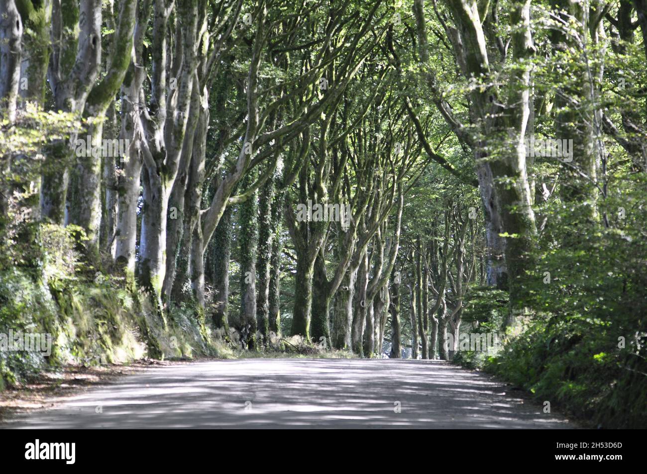 Avenue of Trees sulla Station Road ad ovest di Shortacombe, sul bordo di Dartmoor, Devon, Inghilterra Regno Unito Foto Stock
