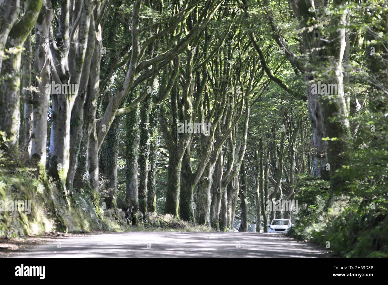 Avenue of Trees sulla Station Road ad ovest di Shortacombe, sul bordo di Dartmoor, Devon, Inghilterra Regno Unito Foto Stock