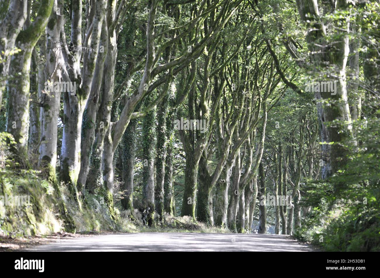 Avenue of Trees sulla Station Road ad ovest di Shortacombe, sul bordo di Dartmoor, Devon, Inghilterra Regno Unito Foto Stock