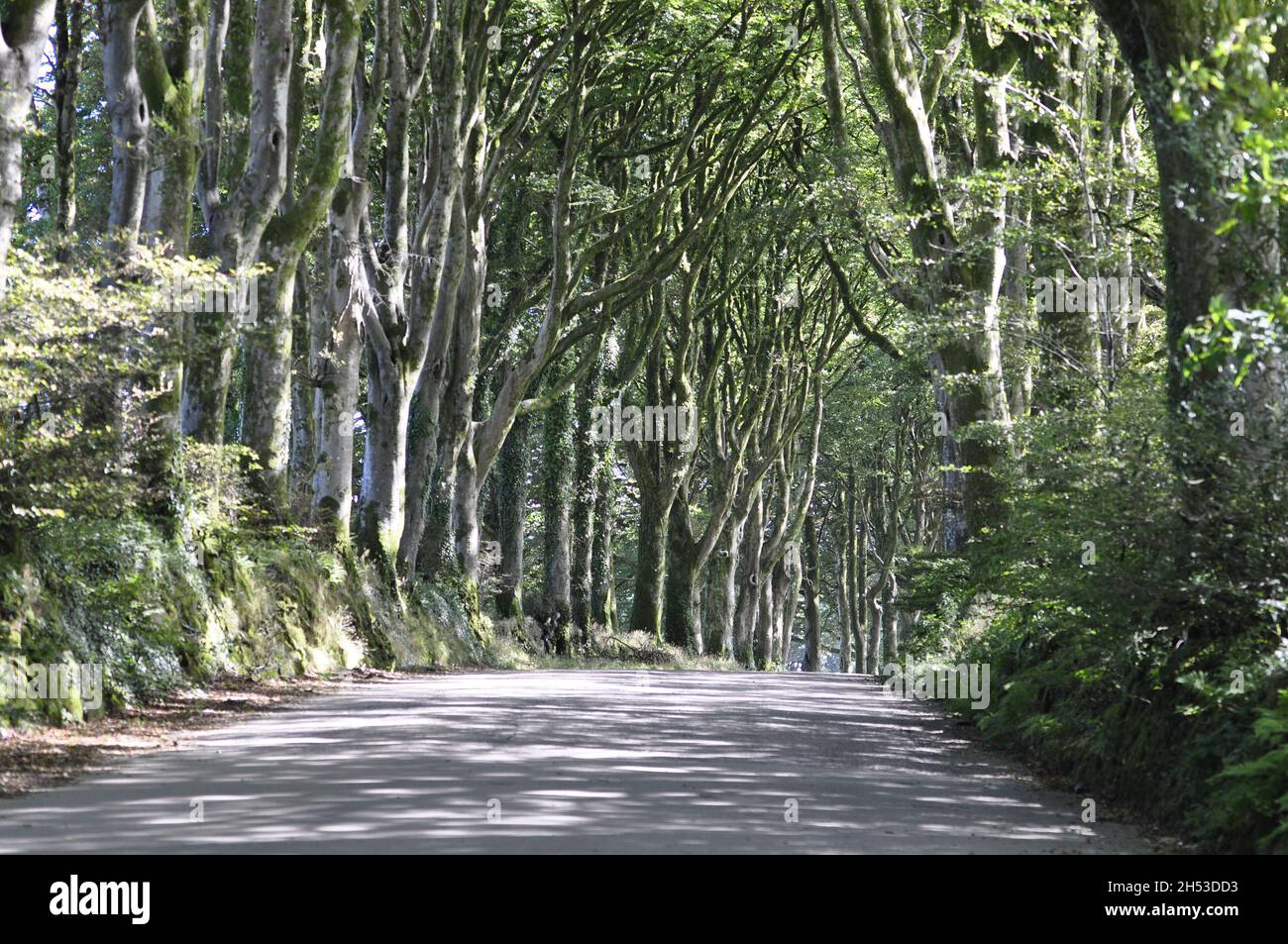 Avenue of Trees sulla Station Road ad ovest di Shortacombe, sul bordo di Dartmoor, Devon, Inghilterra Regno Unito Foto Stock