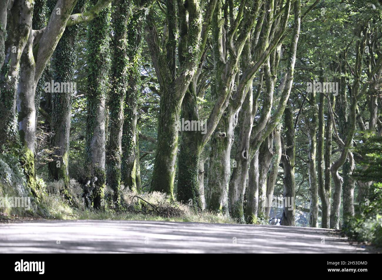 Avenue of Trees sulla Station Road ad ovest di Shortacombe, sul bordo di Dartmoor, Devon, Inghilterra Regno Unito Foto Stock
