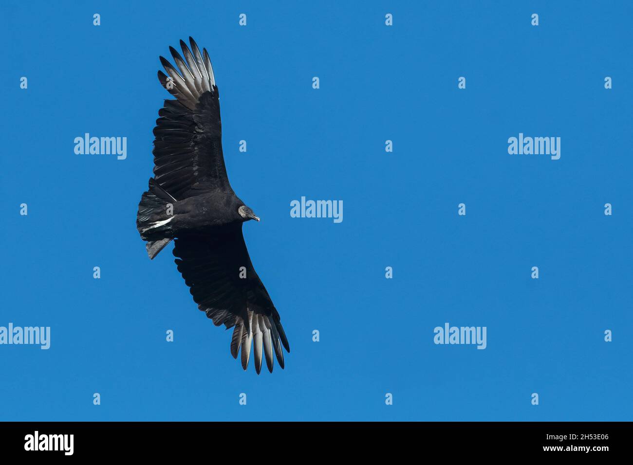 Avvoltoio nero in volo al Palisades state Park, New Jersey Foto Stock