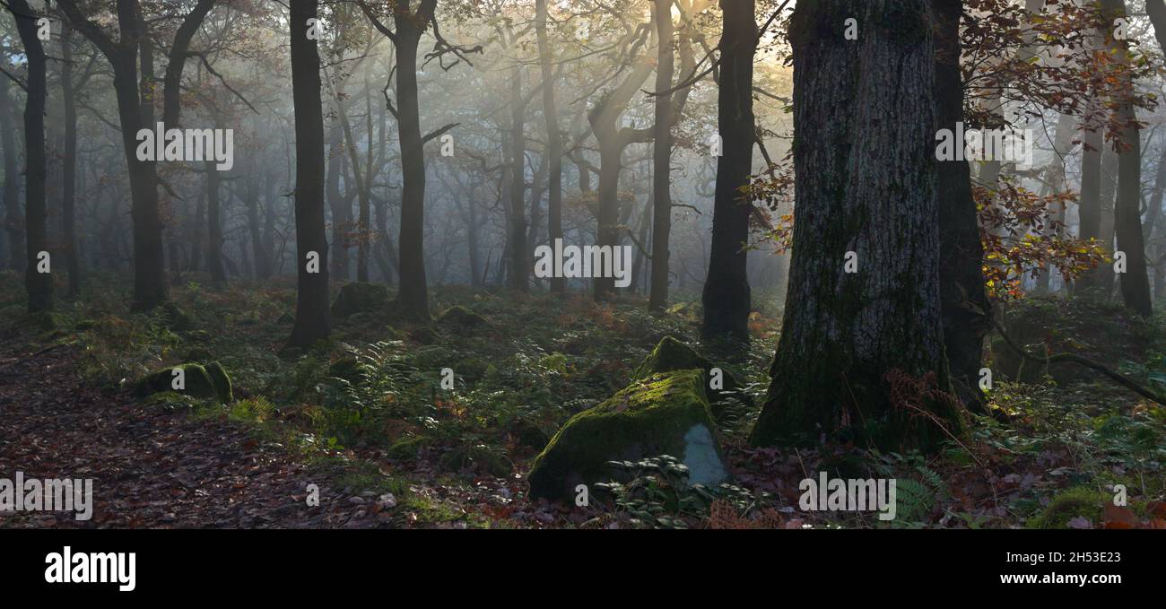 Panorama del bosco al mattino con nebbia, Padley Gorge, Peak District National Park, Derbyshire Foto Stock