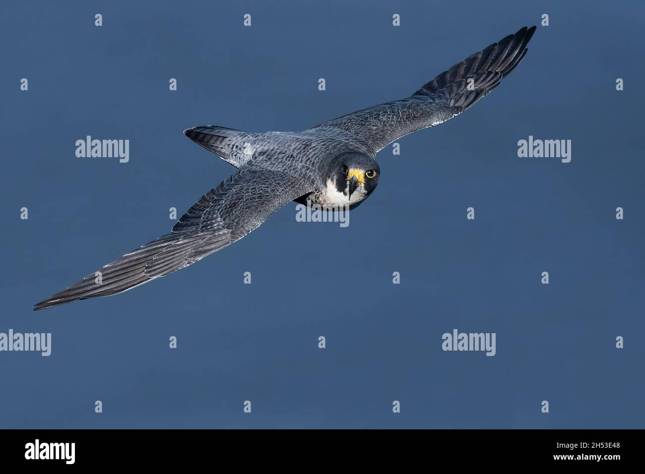 Falco peregrino in volo - vista dorsale con contatto oculare Foto Stock