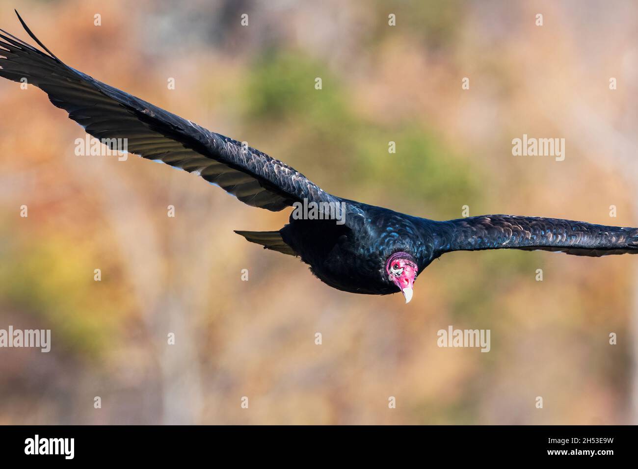 Avvoltoio tacchino in volo al Palisades state Park, New Jersey Foto Stock