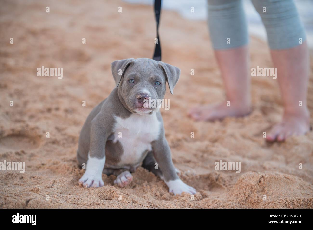 Divertente cucciolo bullo americano sulla spiaggia con la gente di famiglia Foto Stock