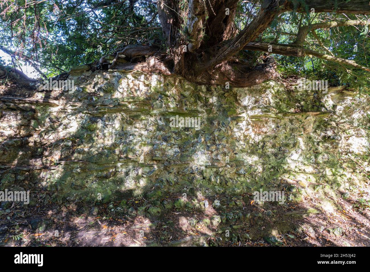 Un albero che cresce in cima a una sezione di mura romane rovinate che mostrano la pietra focaia e il nucleo di pietra tenuti insieme da calce mortaio a Silchester. Hampshire, Regno Unito Foto Stock