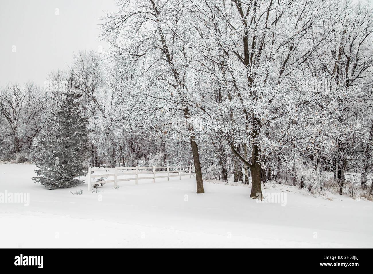 Rime ghiaccio sugli alberi che creano una splendida meraviglia invernale. Foto Stock