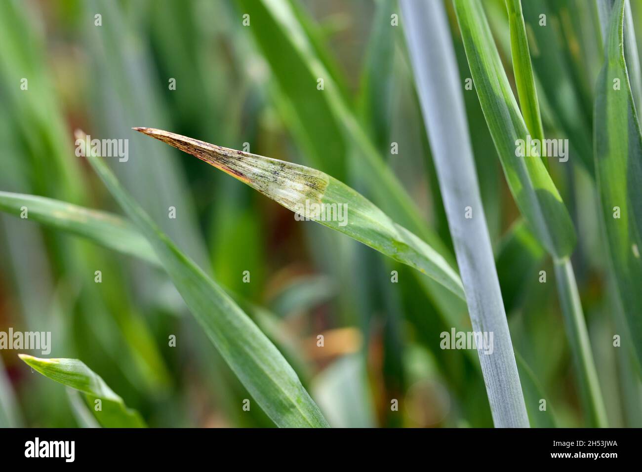 Foglie di cereali danneggiate dal minatore di foglie - una larva di una mosca della famiglia Agromyzidae. Foto Stock