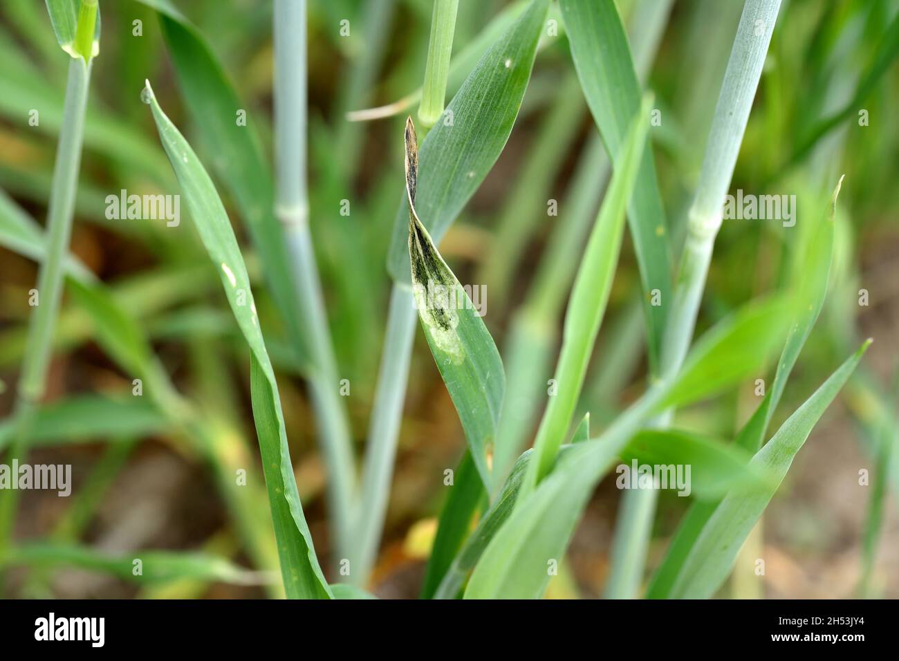 Foglie di cereali danneggiate dal minatore di foglie - una larva di una mosca della famiglia Agromyzidae. Foto Stock