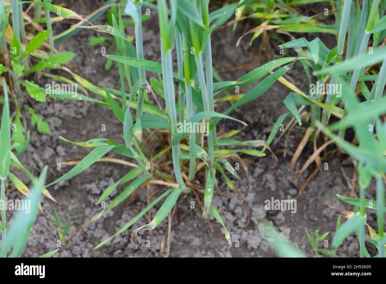 Foglie di cereali danneggiate dal minatore di foglie - una larva di una mosca della famiglia Agromyzidae. Foto Stock