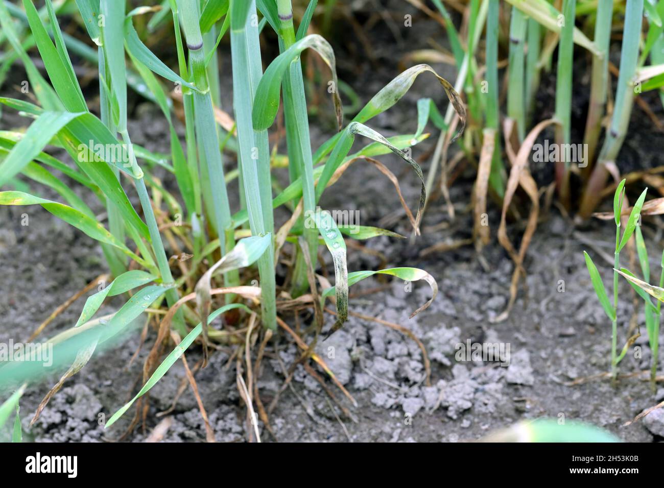 Foglie di cereali danneggiate dal minatore di foglie - una larva di una mosca della famiglia Agromyzidae. Foto Stock