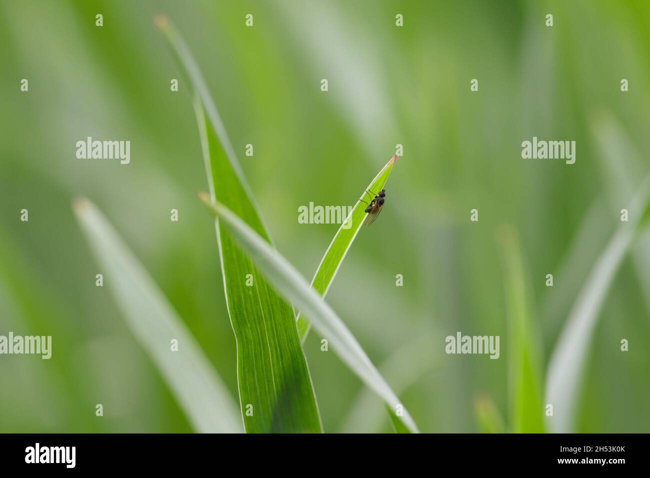 Il minatore di foglie è una specie di insetto della famiglia Agromyzidae. E 'infestato di molti raccolti. Insetti su cereali. Foto Stock