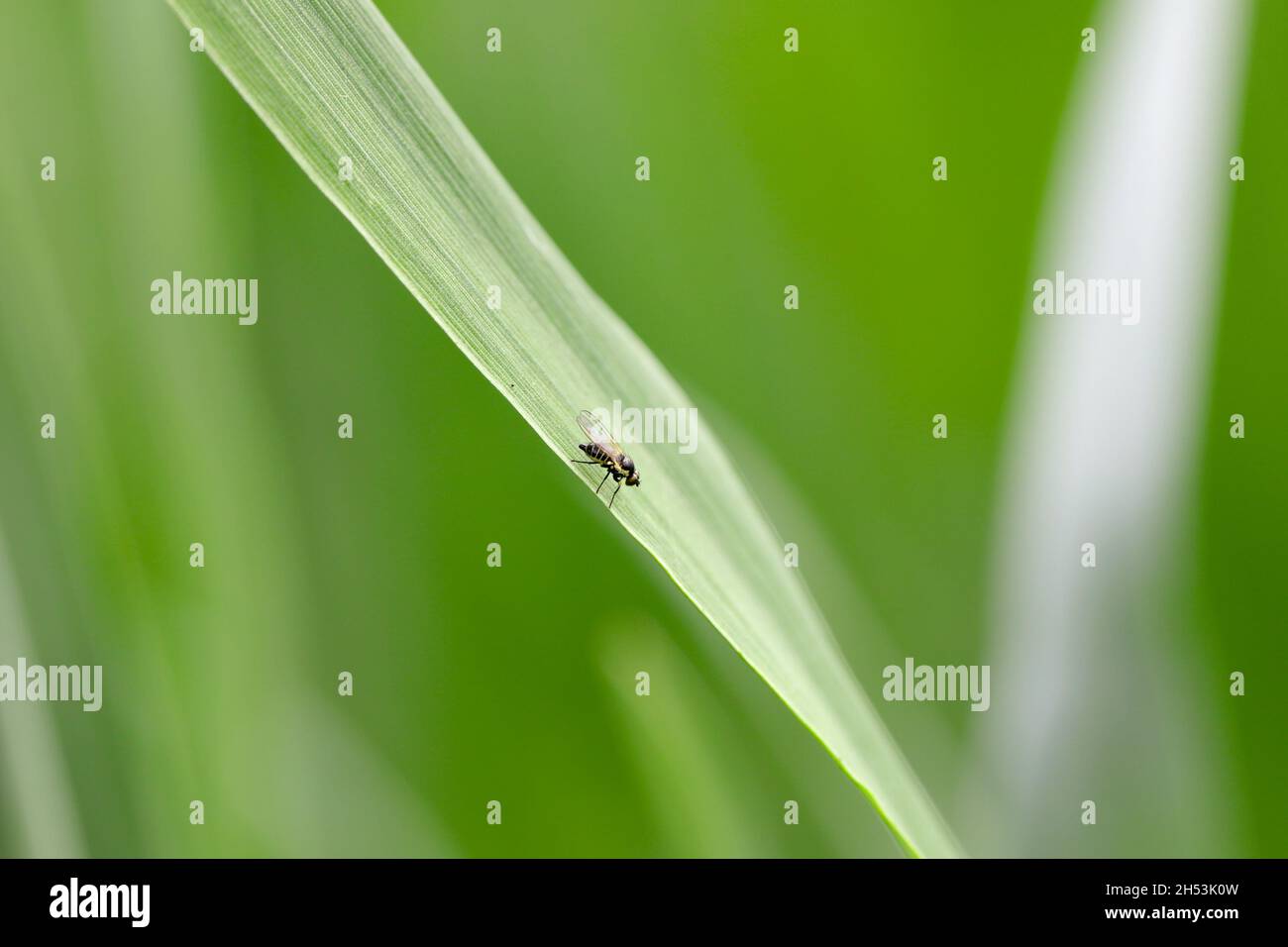 Il minatore di foglie è una specie di insetto della famiglia Agromyzidae. E 'infestato di molti raccolti. Insetti su cereali. Foto Stock