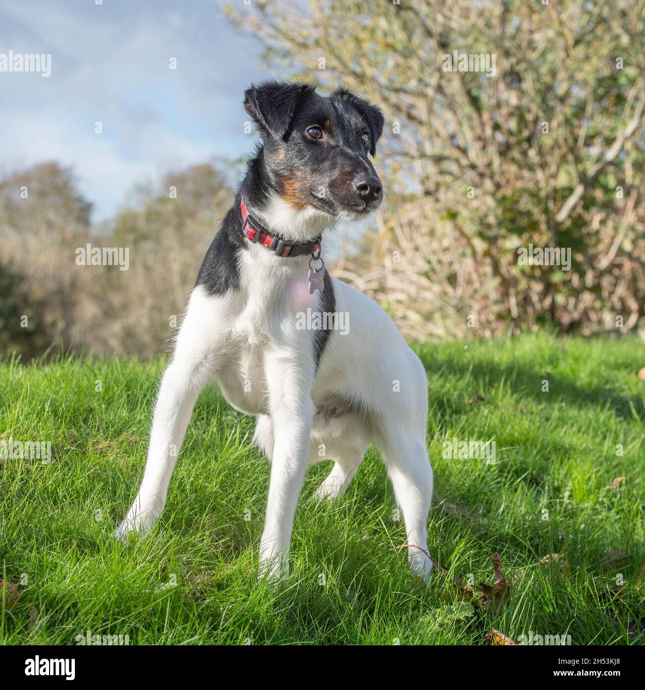 Liscio Fox terrier Foto Stock