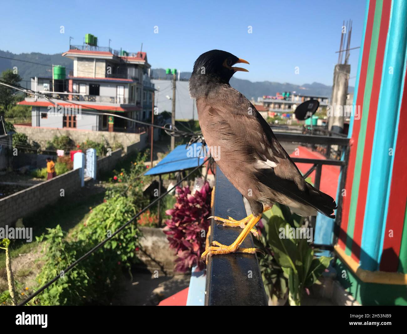 MYNA comune: Una stella asiatica e australiana che tipicamente ha un piumaggio scuro, comportamento gregarious e un forte appello. Foto Stock