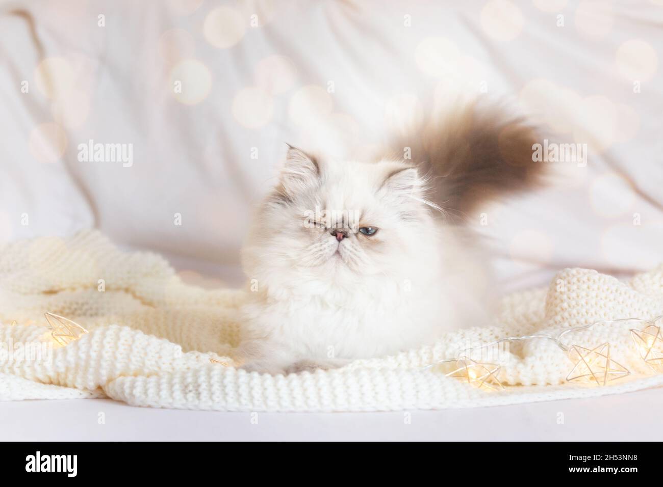 Carino gattino persiano Argento di 5 mesi con luce di Natale. Biglietto di Natale, spazio copia Foto Stock