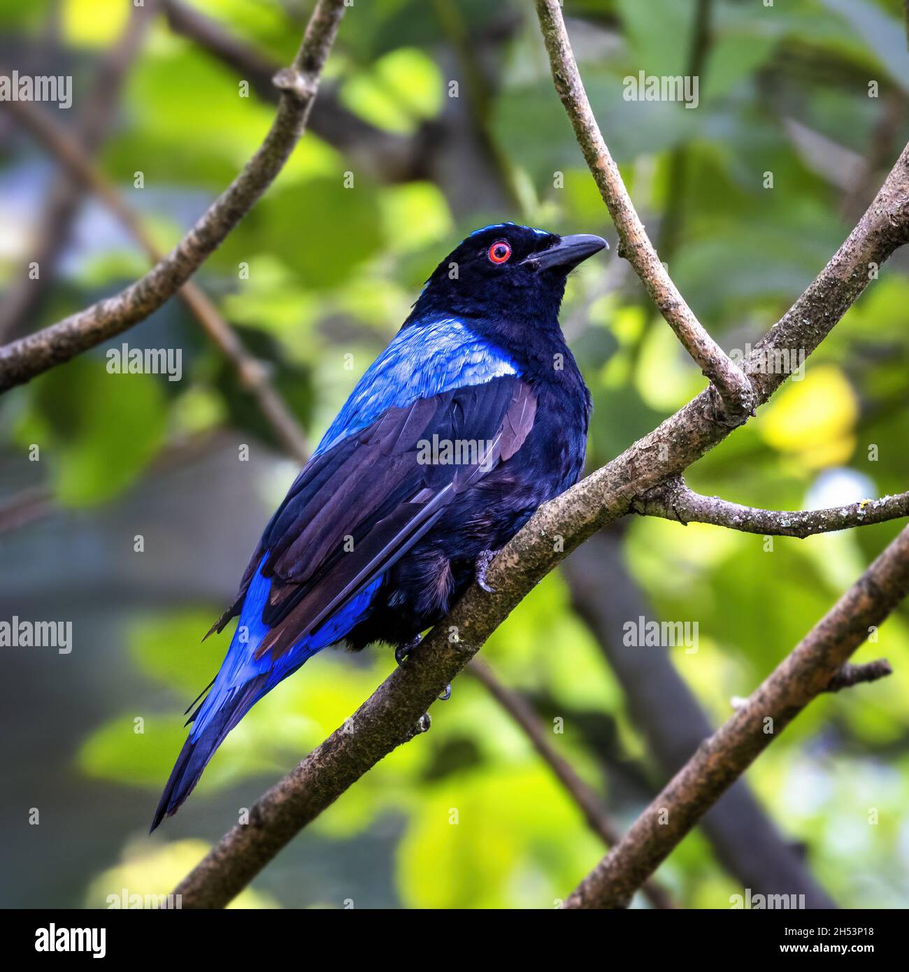 Maschio asiatico fata-bluebird, Irena puella, arroccato su un ramo. Questa passerina che mangia frutta è endemica per le parti più umide dell'India, l'Himalaya, il sout Foto Stock