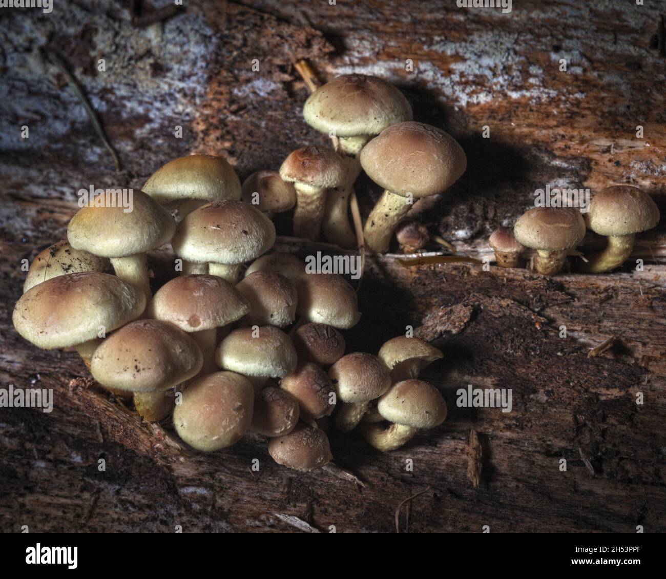 Funghi di tuft di zolfo che crescono su un tronco caduto dell'albero di marciume in Eckington Woods, Derbyshire nord-orientale Foto Stock